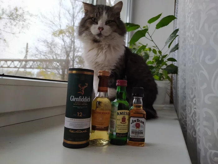 The cat is preparing for New Year's Eve - My, League of alcoholics, cat, New Year