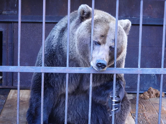 Pet me - My, The Bears, Sadness, Cell, Heap, Claws, Wild animals, Predatory animals, Brown bears, , Captivity, The photo