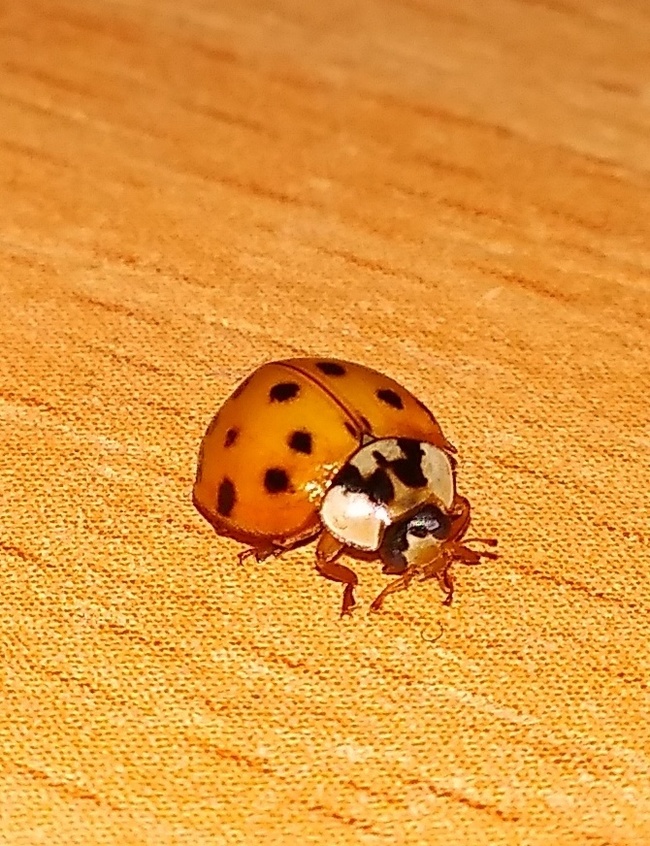 ladybug - My, The photo, Accident