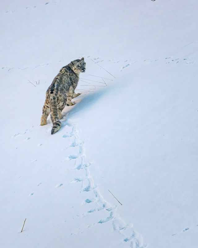 I'll be back! - Snow Leopard, Big cats, Cat family, Wild animals, Predatory animals, Snow, Fluffy, Quotes, , Footprints