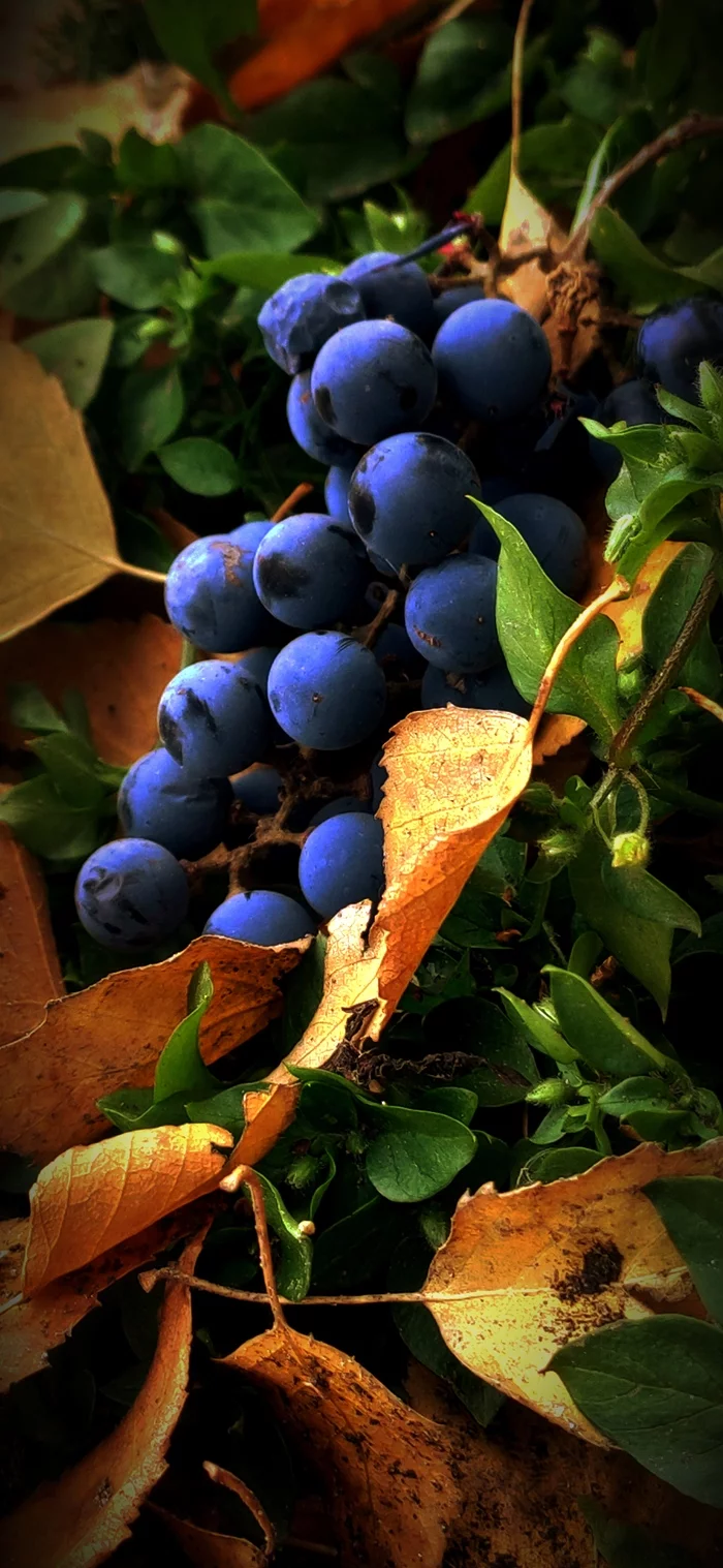 Der Herbst - Longpost, Repeat, My, Autumn, Grape, Nature