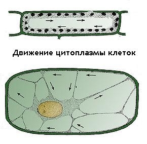 вопрос на уроке биологии что находится внутри клетки ученик негры. Смотреть фото вопрос на уроке биологии что находится внутри клетки ученик негры. Смотреть картинку вопрос на уроке биологии что находится внутри клетки ученик негры. Картинка про вопрос на уроке биологии что находится внутри клетки ученик негры. Фото вопрос на уроке биологии что находится внутри клетки ученик негры