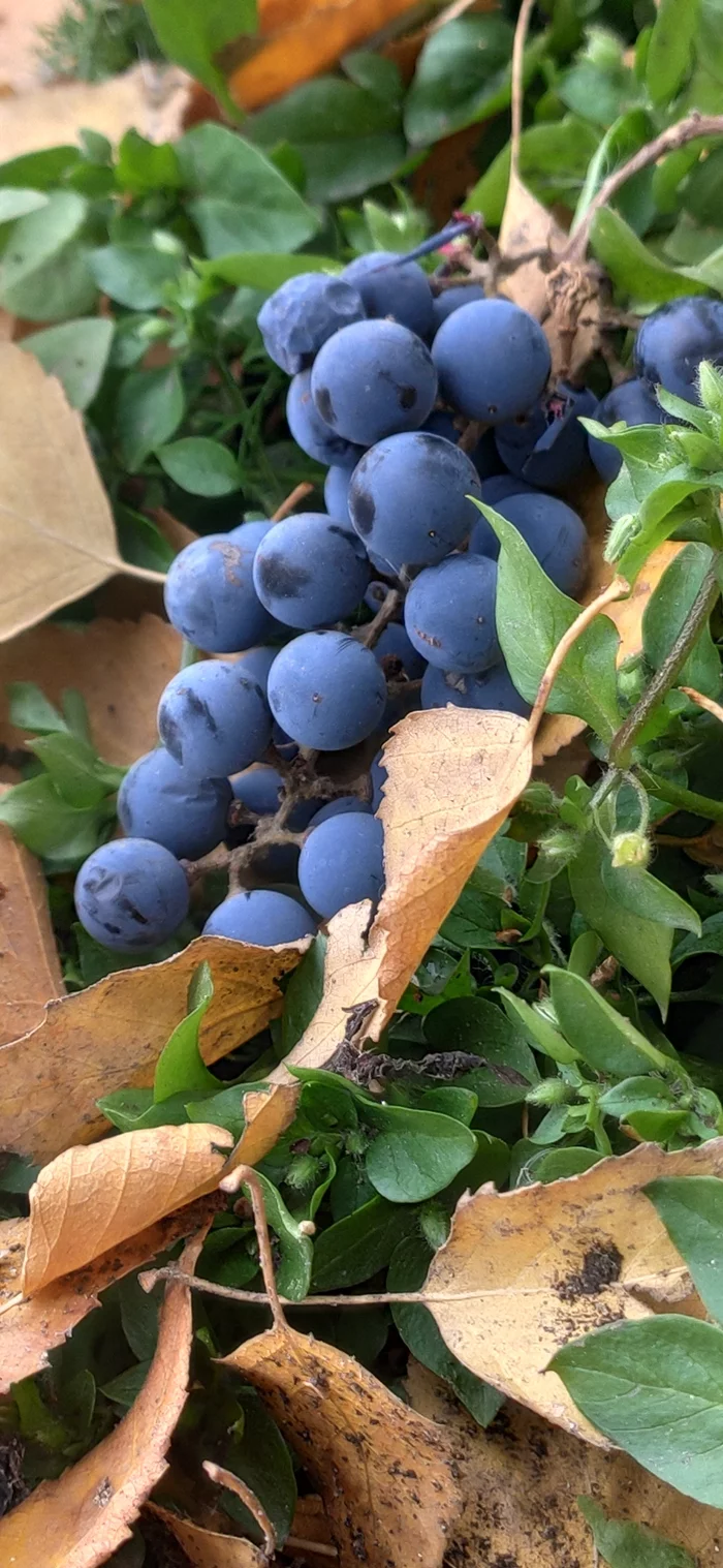 grape autumn - Autumn, Grape, Longpost