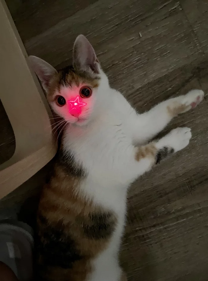 The star is not in the forehead - My, Tricolor cat, Pets, Laser pointer, cat