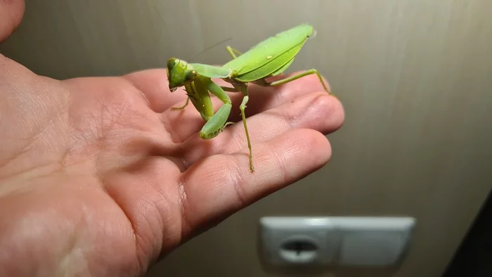 Mantis Barsik - My, Mantis, Pets, Milota, Insects, Video, Longpost