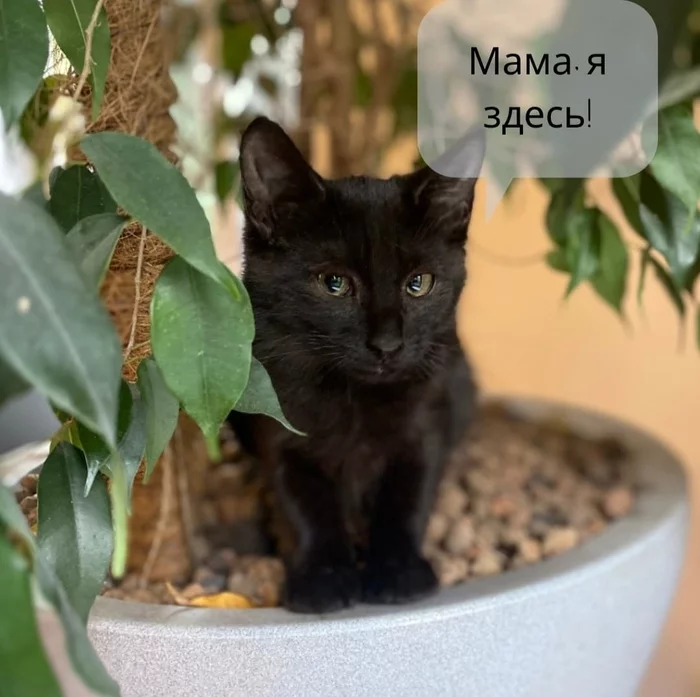 Lump of happiness - My, Moscow, In good hands, cat, Надежда, Pets, Longpost, No rating