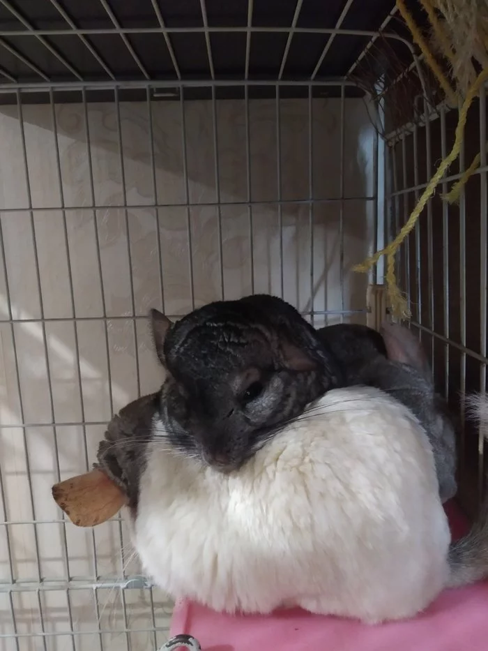 Fluffy cutie - My, Chinchilla, Fluffy, Longpost