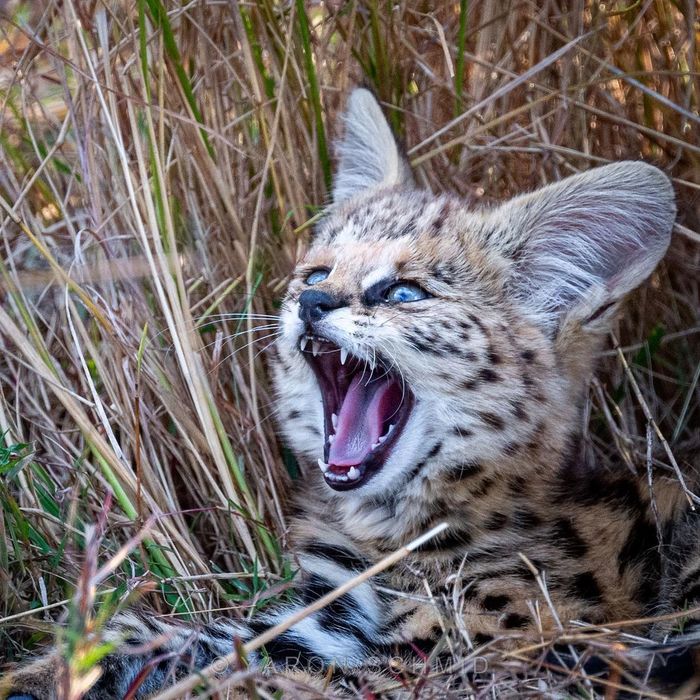 Toothbrush - Serval, Small cats, Cat family, Predatory animals, Wild animals, wildlife, Masai Mara, Africa, The photo, Young, To fall, Reserves and sanctuaries