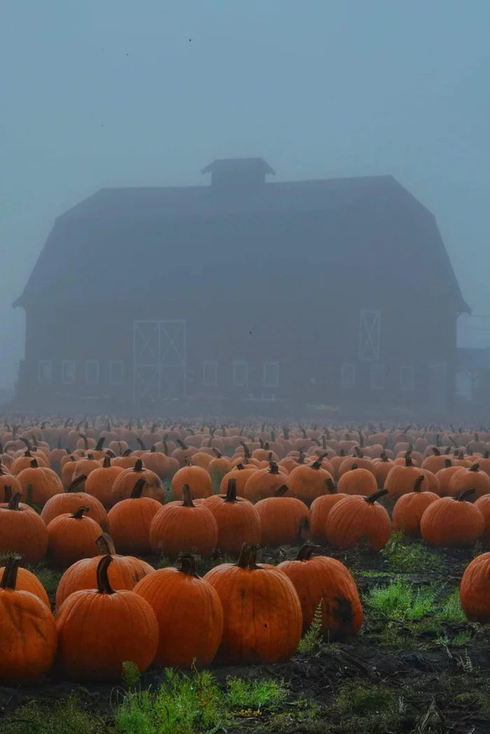 pumpkin zombie apocalypse - Pumpkin, The zombie apocalypse, Kripota, Fog, The photo
