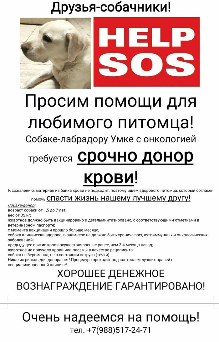 Moscow-Krasnogorsk. - No rating, Dog, Donor, Helping animals, Moscow, Moscow region, Labrador, Greyhound, , Weimaraner, Cops, Hound, Krasnogorsk, Strogino, Veterinary
