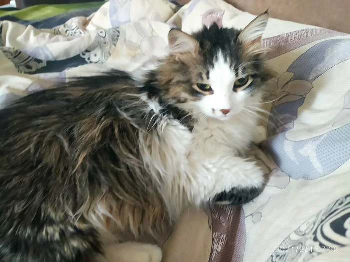 Ищу кота - Котята, Хороший, Кот