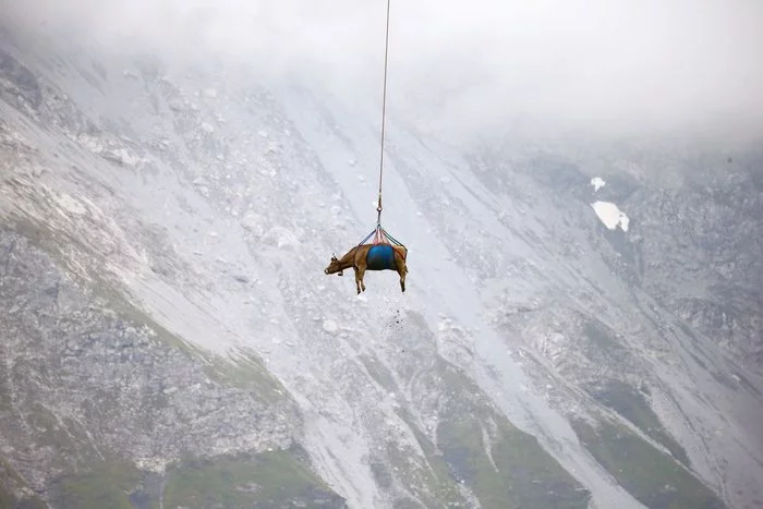 The cow flies from the alpine meadows - Images, Alps, Cow, From the network, Flight