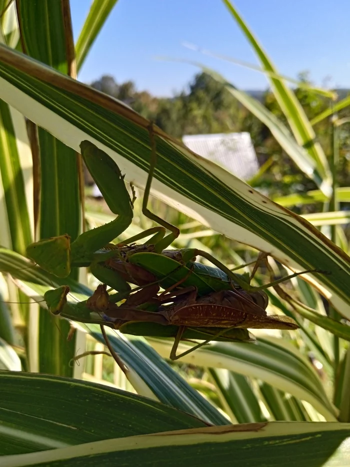 Reply to the post Praying Mantis Barsik - My, Mantis, Pets, Milota, Insects, Reply to post, Longpost