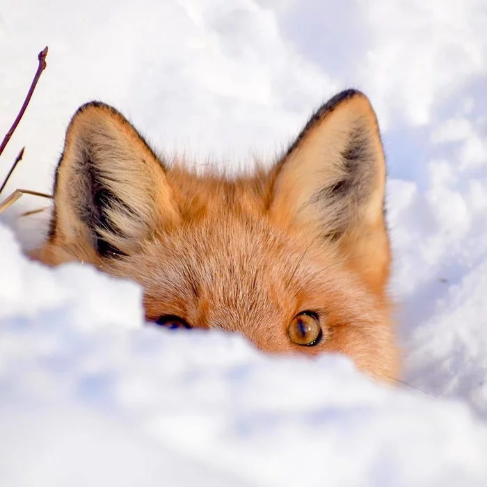 Hid - Fox, Milota, Ears on the crown, Snow, Wild animals, The photo, Redheads