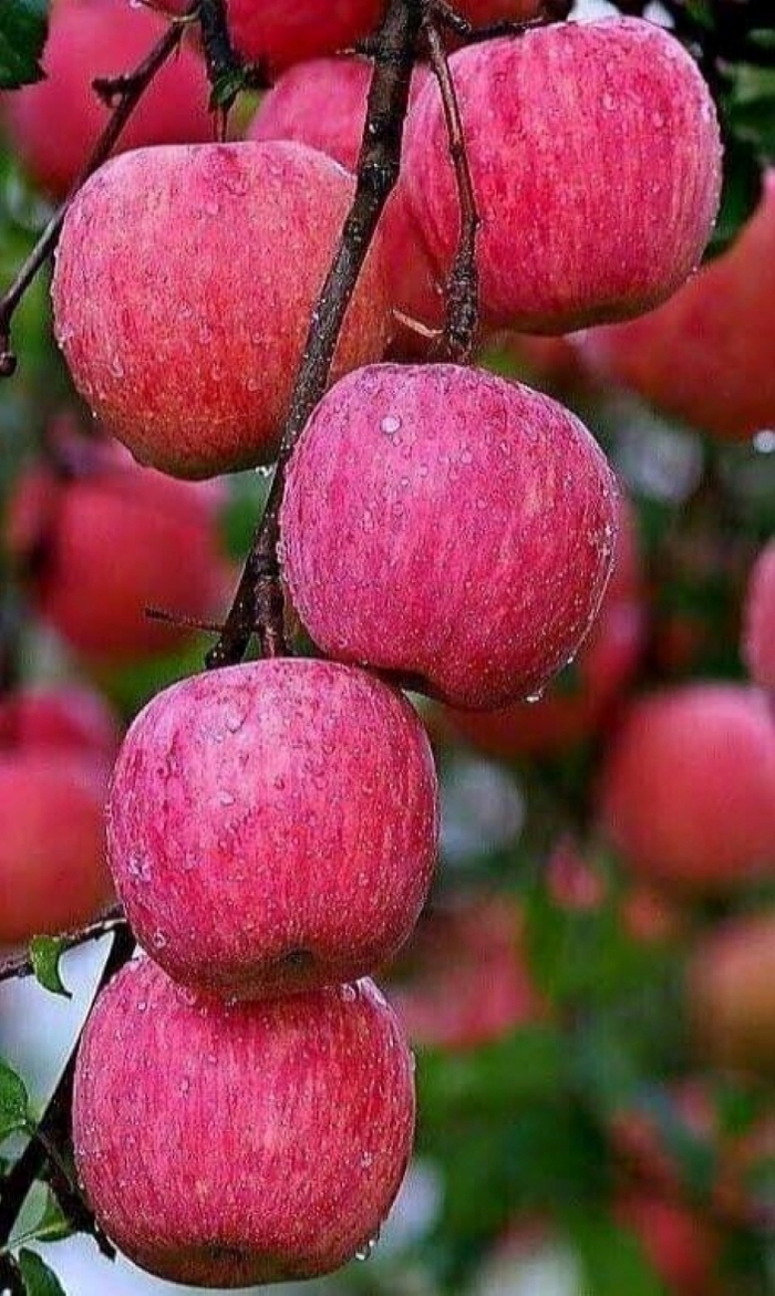 Изумительные наливные яблочки Яблоки, Еда, Фрукты, Интересное, Фотография, Полезное