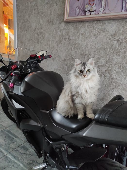 Easy Rider - cat, Moto, Easy Rider