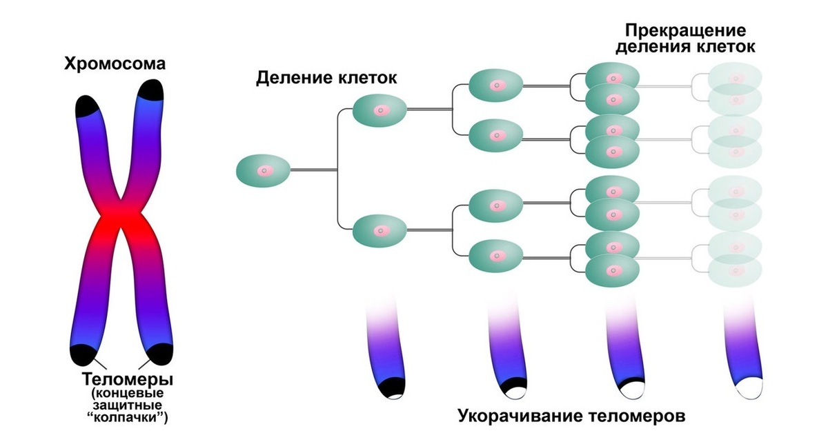 Клетки б укорачивание. Теломерная теория Хейфлика. Гипотеза старения Хейфлика. Теломеры хромосом и старение. Оловников теломеры.