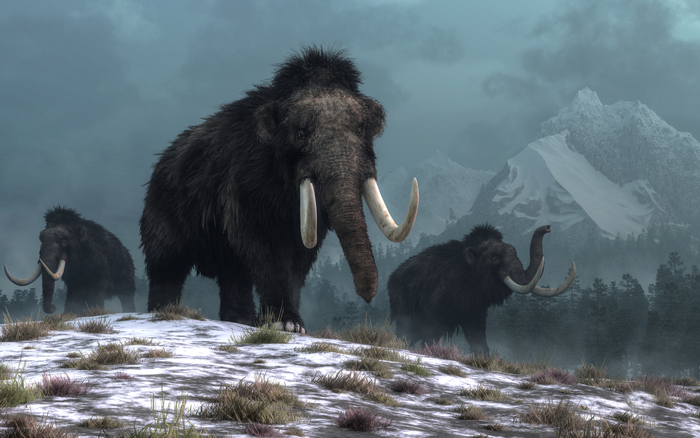 Found a new reason for the extinction of mammoths in Siberia - Mammoth, Wild animals, Extinct species, Interesting, Research, Scientists, DNA, Arctic, , Siberia