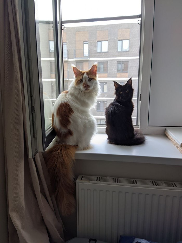 Заметки фелинолога: навязанная гомосексуальность | Пикабу