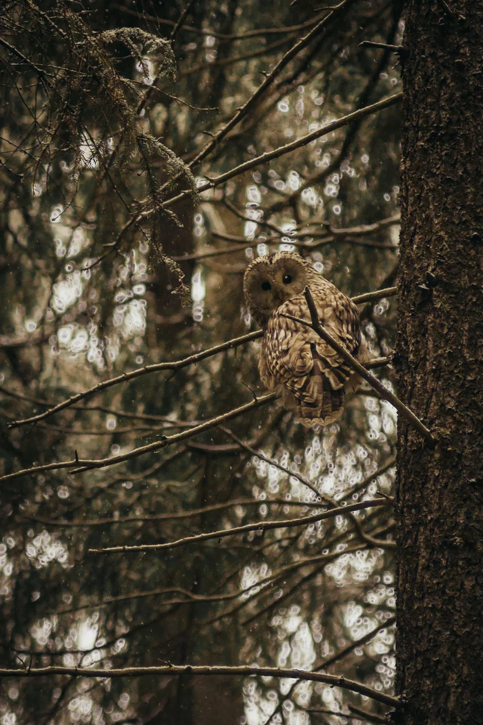 Do not peep - My, Owl, Forest, wildlife