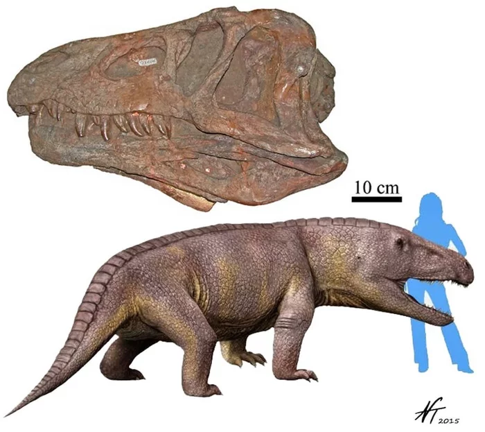 Erythrosuchus africanus - Paleontology, Reptiles, Extinct species, Mesozoic, Fossils, The science, Triassic period, Longpost