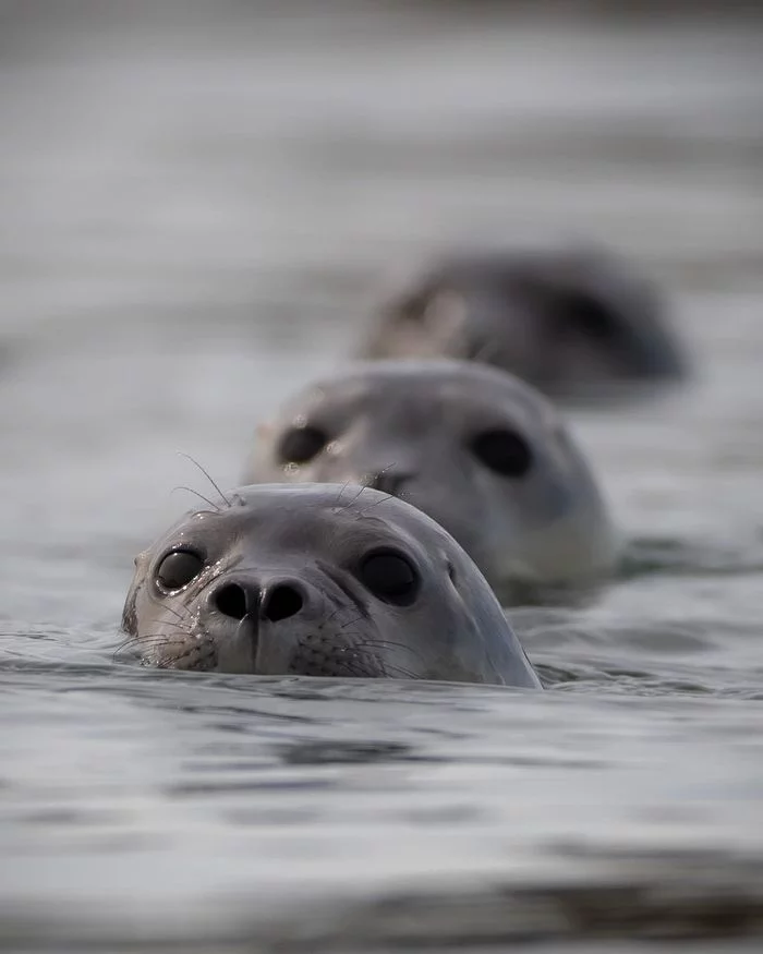 Seals on a mission - Seal, Pinnipeds, Sea, Marine life, Predatory animals, Wild animals, wildlife, North America, The photo