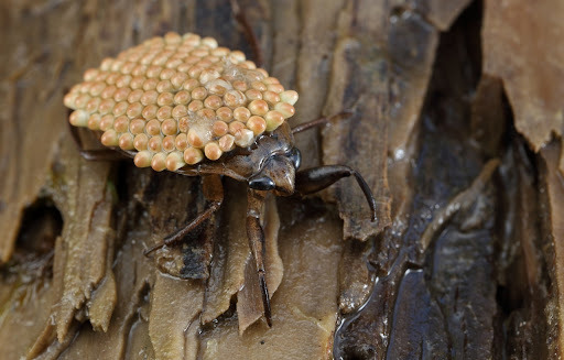 Which ones they don't eat - My, Everything is like animals, Bedbugs, Evgeniya Timonova, Migration, Montenegro, Thailand, Entomology, Delicacy, , Acquaintance, Predatory animals, Arthropods, Video, Longpost, Bialystoma