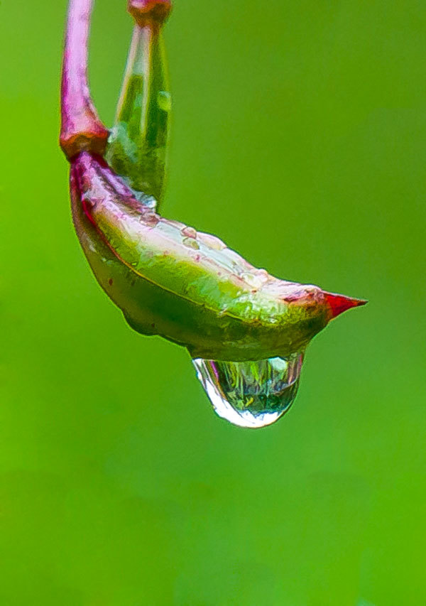 Drops - My, The photo, Drops, Macro photography, Longpost