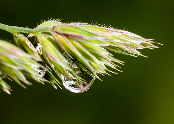 Drops - My, The photo, Drops, Macro photography, Longpost