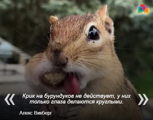 Chipmunks are our everything! - My, Burghers, Society