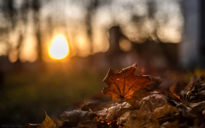 Autumn evening - My, Nikon, The photo, Bobruisk, Sunset, Autumn, Sheet, 50mm