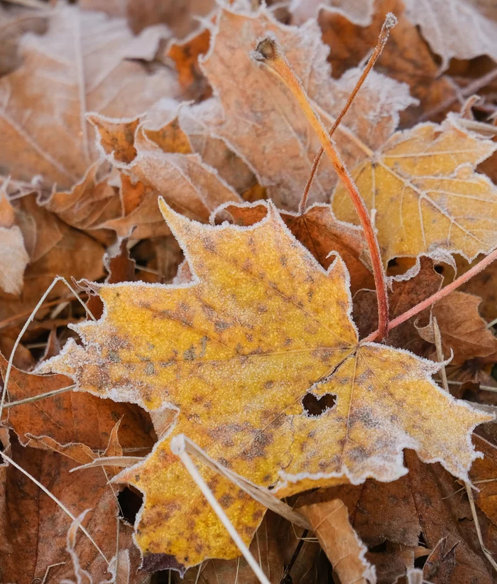 A little more autumn - My, The photo, Fujifilm, Autumn, Autumn leaves, Leaves, Dew, Drops, Web, Longpost