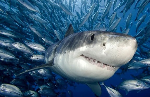 Большие белые акулы нападают на людей, потому что путают их с тюленями Большая белая акула, Акула, Рыба, Дикие животные, Агрессия, The National Geographic, Ошибка, Ученые, Универ, Сидней, Австралия, Исследования, Наука, Длиннопост