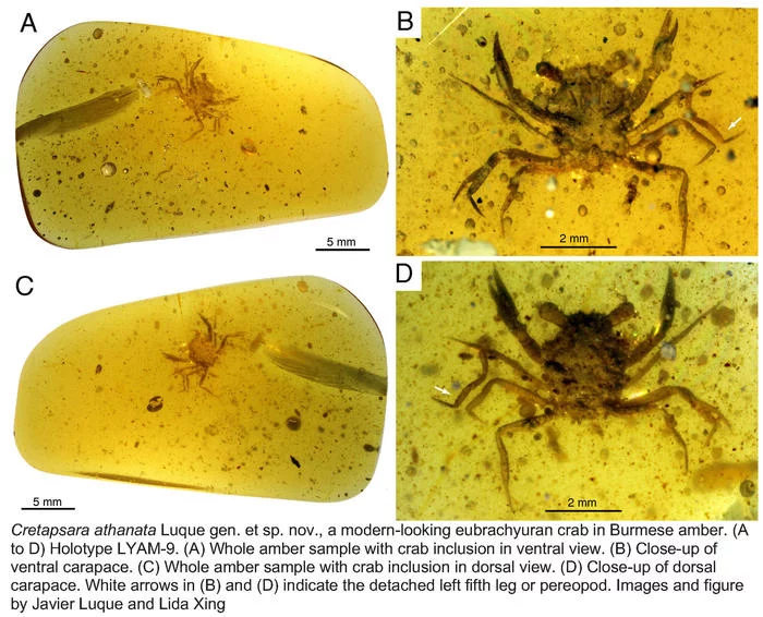 The oldest crab was discovered in amber - Crab, Crustaceans, Wild animals, Paleontology, Amber, Find, Interesting, Scientists, , Myanmar, Around the world