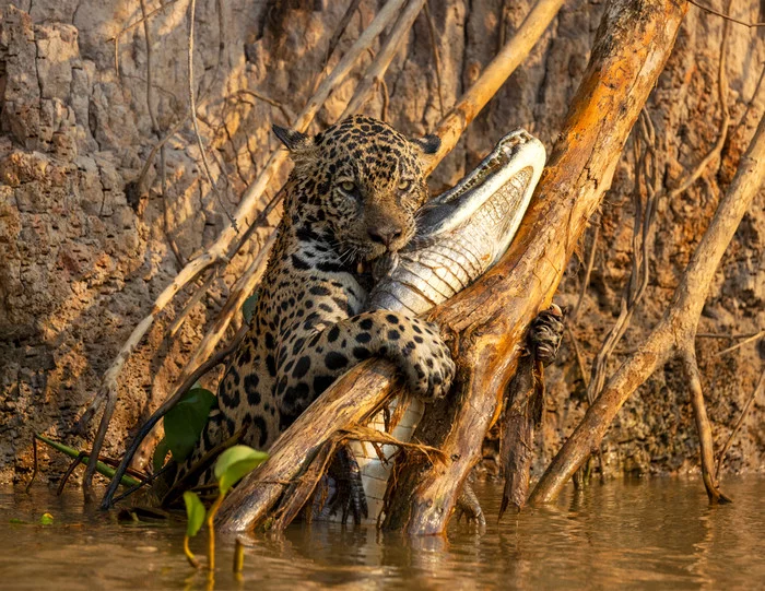 Rich catch - Jaguar, Big cats, Cat family, Caiman, Reptiles, Interesting, Mining, Hunting, , Brazil, South America, Milota, Longpost