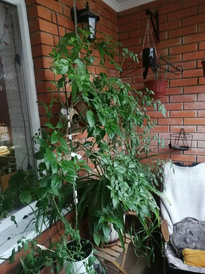 Autumn miracle - My, Hot peppers, Vegetable garden on the windowsill, Longpost