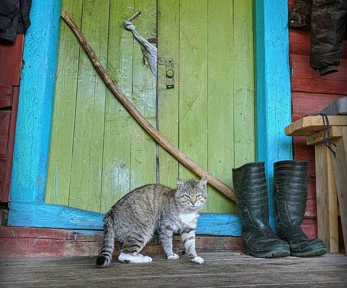 Taras guards the entrance to the house - cat, Security, Security guard, Pets, The photo, Mobile photography, Village