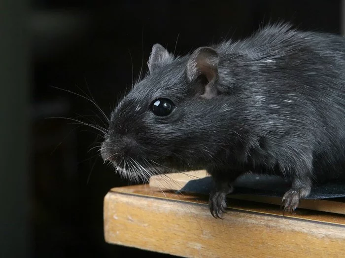 Australians spent $1.8 million killing 96 rats from Lord Howe Island - Rat, Rodents, Wild animals, Invasive species, Interesting, Ecology, Ecosystem, Protection of Nature, , Australia, Island, Longpost