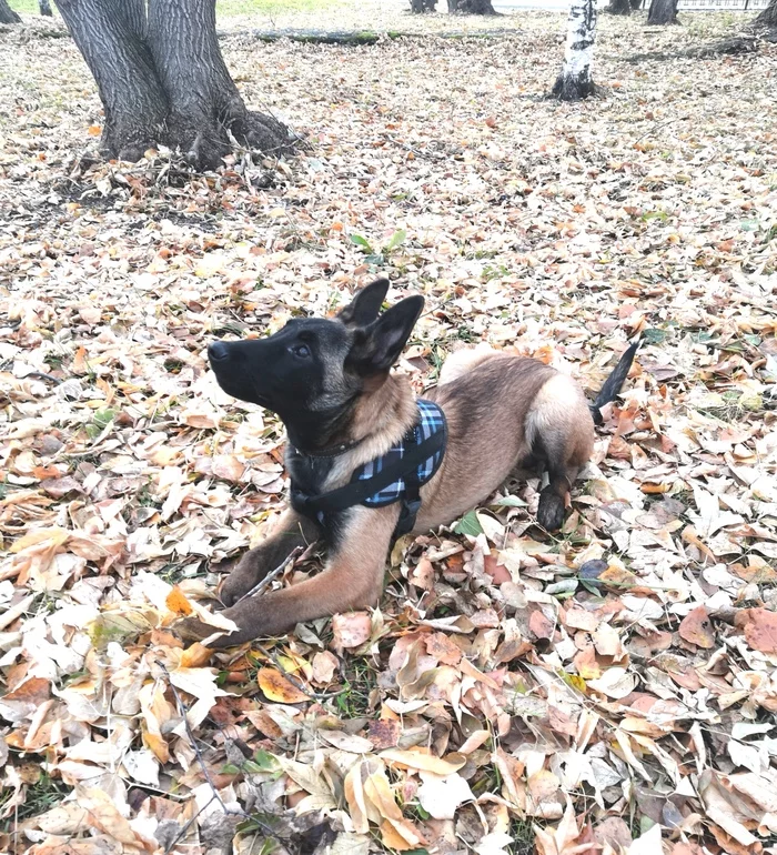 Another leaf flew... - My, Puppies, Malinois, Sheepdog, Belgian shepherd, Autumn, Foliage, Dog