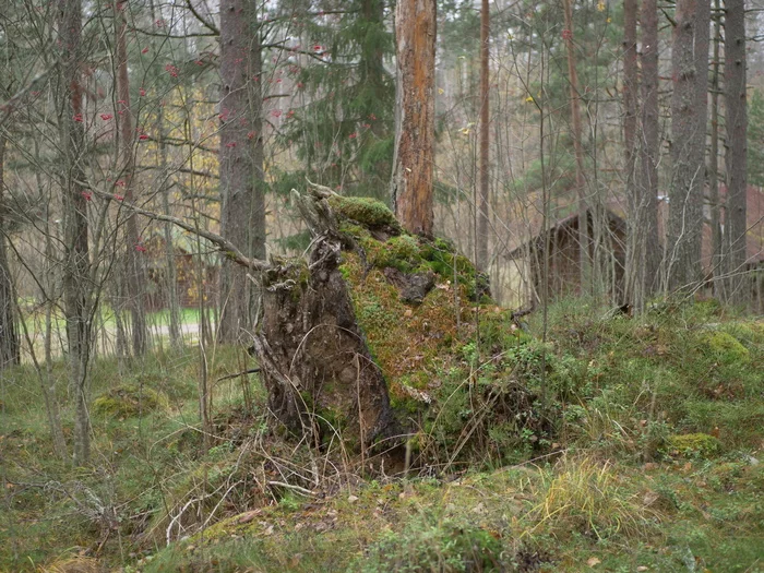 Autumn forest - Forest, Autumn, Hut