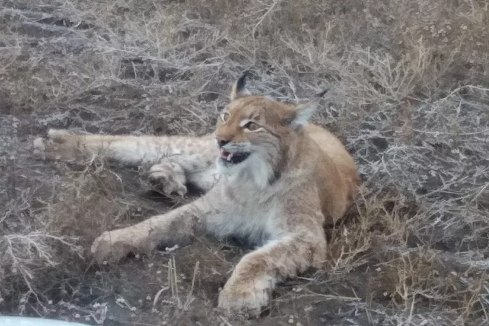 From such a reception, the paws of a young migrant lynx buckled - Lynx, Small cats, Cat family, Predatory animals, Wild animals, Rare view, Kazakhstan, Migration, , Incident, Video