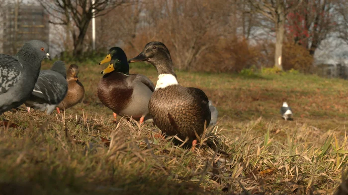 IN PETERSBURG, on the pond in Polyustrovskiy park, MALLARDS of unusual COLOR swim - My, Duck, Saint Petersburg, Birds, Wild animals, Each creature has a pair, Longpost