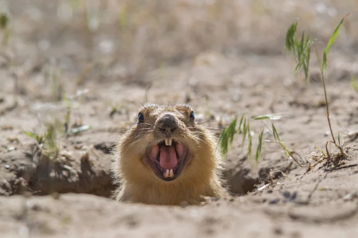 I forgot my helmet - Gopher, Astrakhan Region, Rodents, Wild animals, Funny animals, The photo, Russian Geographical Society, wildlife