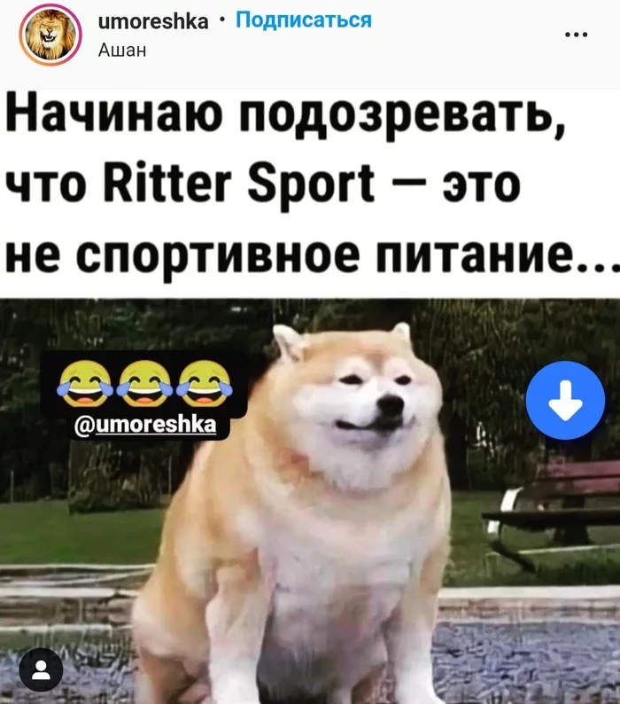 Why then sports? - Humor, Memes, Repeat, Ritter Sport, Dog