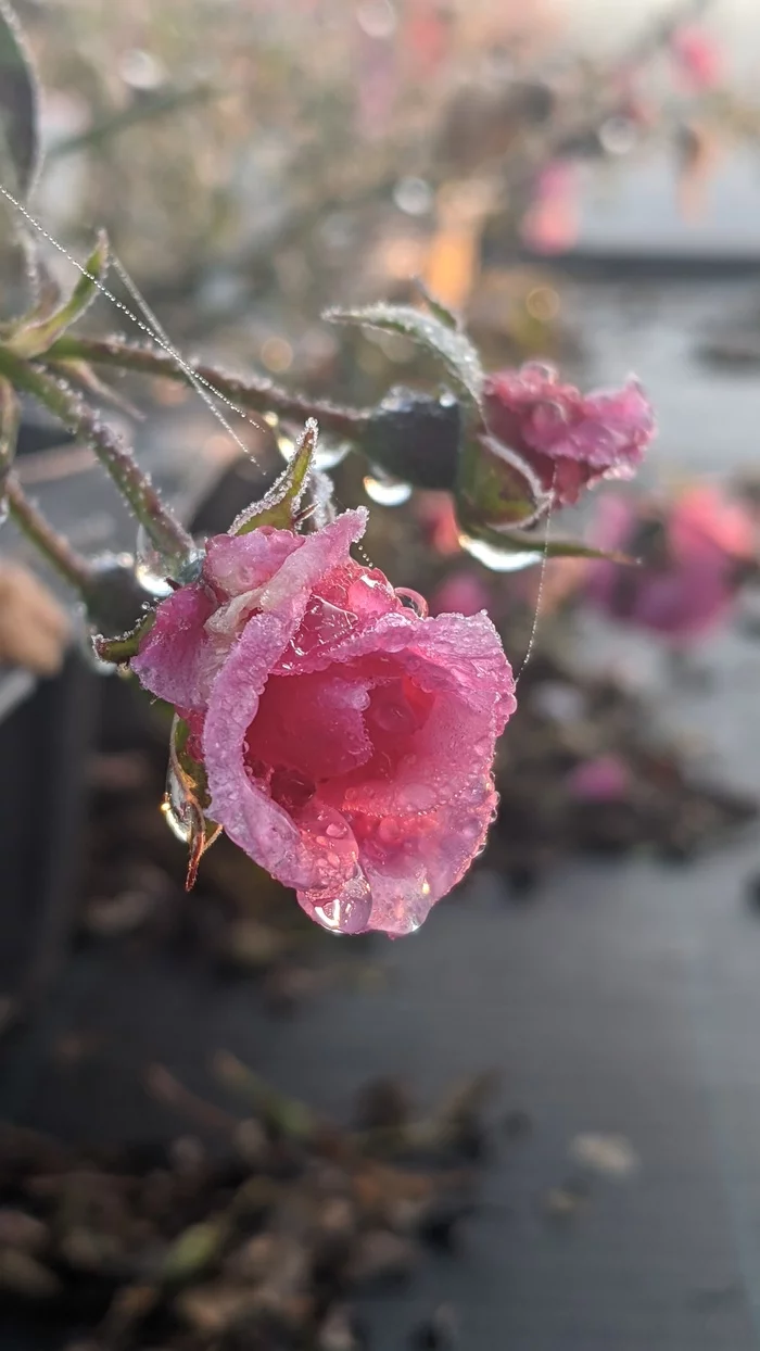 Freshness of the morning - My, Plants, Morning, Dew, Freshness, Mobile photography, Longpost, Web, Cyclamen, the Rose, Lime, Citrus