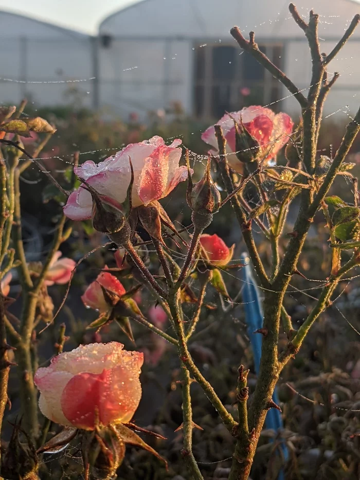 Freshness of the morning - My, Plants, Morning, Dew, Freshness, Mobile photography, Longpost, Web, Cyclamen, the Rose, Lime, Citrus