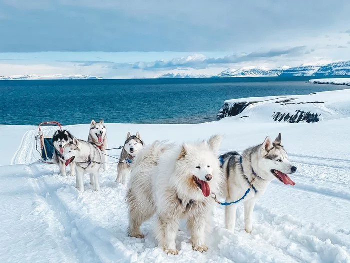 Looking for a musher for the Arctic! - My, Musher, Spitsbergen, Vacancies, Longpost