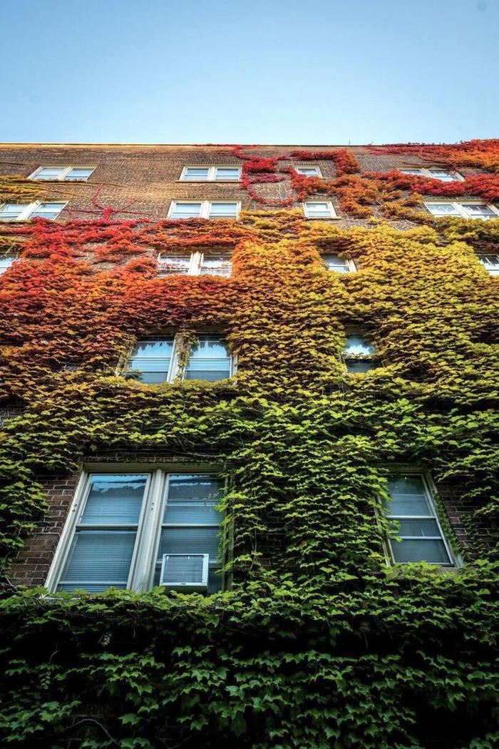 autumn ivy - Ivy, Building, Vertical landscaping