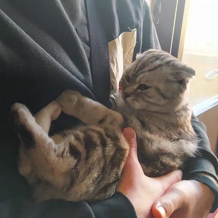 кошку спасли при пожаре. Смотреть фото кошку спасли при пожаре. Смотреть картинку кошку спасли при пожаре. Картинка про кошку спасли при пожаре. Фото кошку спасли при пожаре