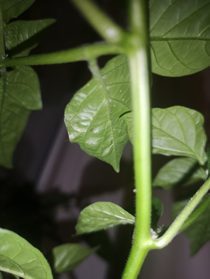 Мошки на остром перце